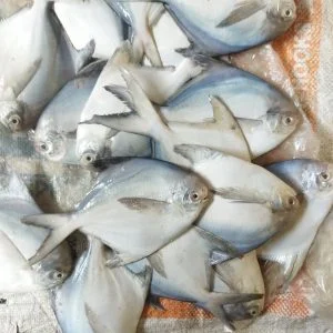 ৫ কেজি রূপচাঁদা মাছ