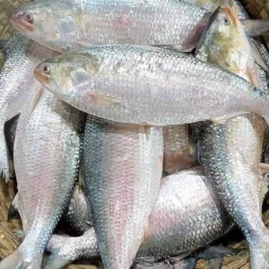 ৫ কেজি ইলিশ ১০ পিস