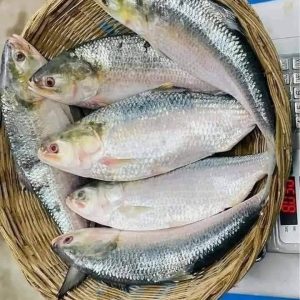 ৬ কেজি ইলিশ ১২ পিস