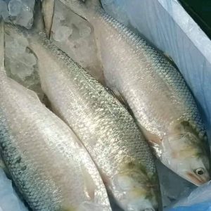 ১২ পিস ইলিশ মাছে ১০ কেজি