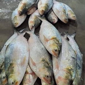৬ কেজি ইলিশর ডিম