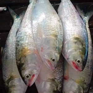 ৮ কেজি ইলিশ ৪ পিস