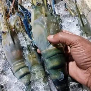 ৬ কেজি চিংড়ি মাছ